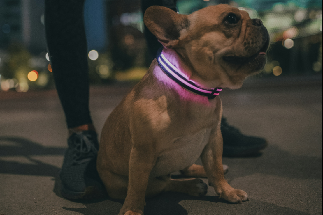 Bright LED dog collars and safety leashes for nighttime walks and visibility protection