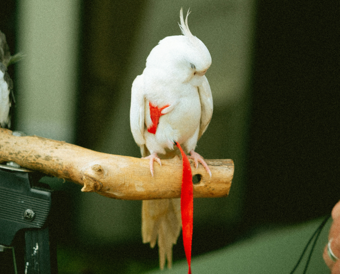 Bird harnesses and leashes for safe outdoor adventures with pet birds and parrots