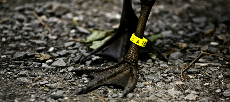 Colorful bird leg bands and identification tags for pet birds and backyard poultry tracking
