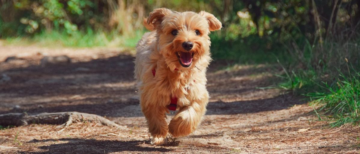 Small dog running down a path