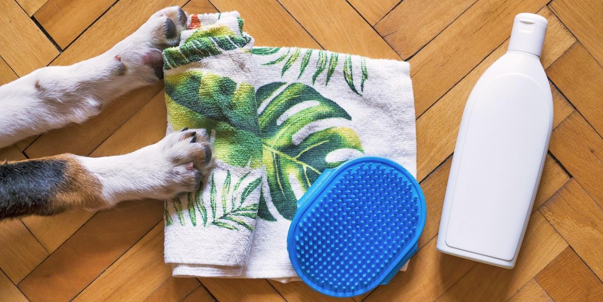 Puppy paws reaching for a towel and brush