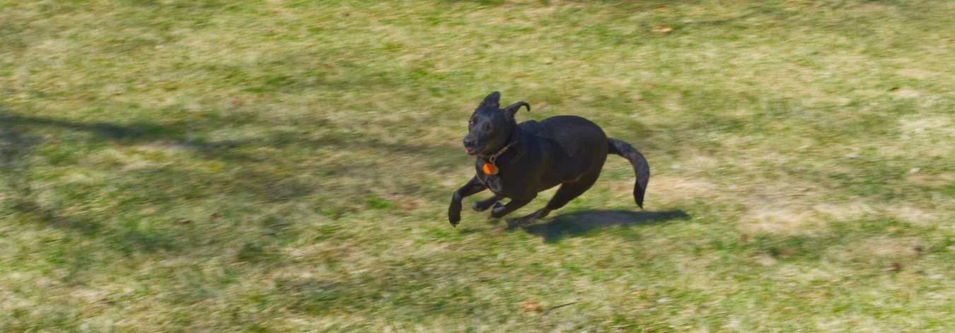 Comfortable dog harnesses for safe walks and training with adjustable straps and secure buckles