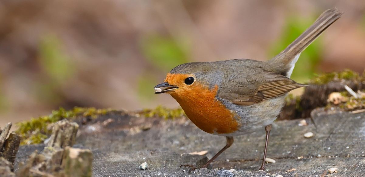 Bird on a tree stump eating seed
