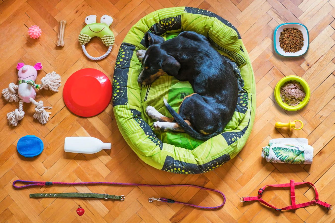 Recommended deals for your dog cat or other pet you may have