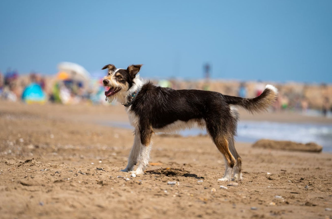 Brown and white dog on the beach having fun