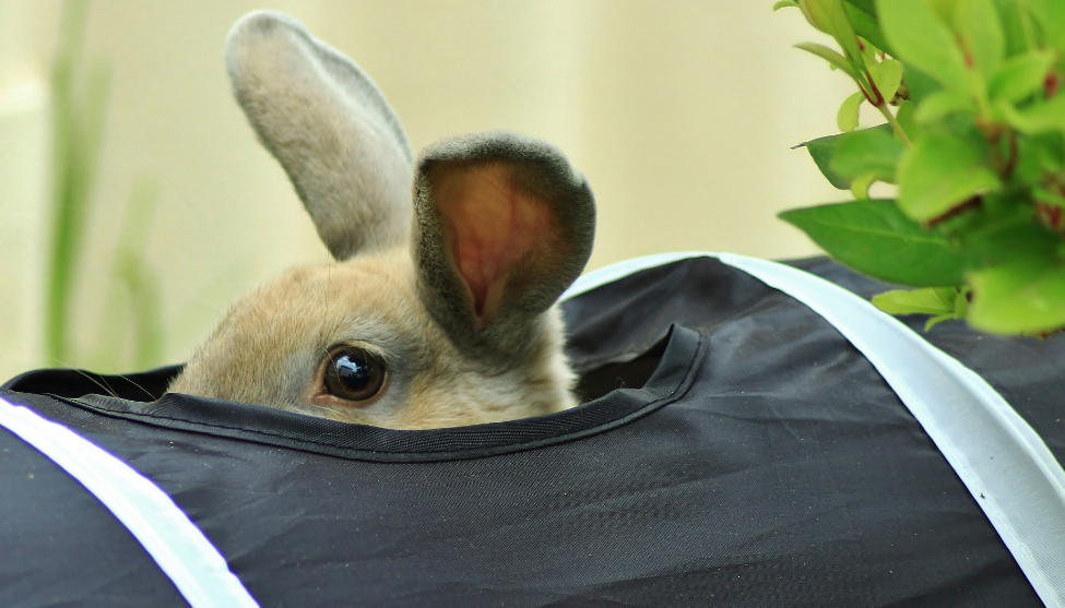 Small pet tunnels and hideouts for rabbits, guinea pigs, and hamsters to explore and play