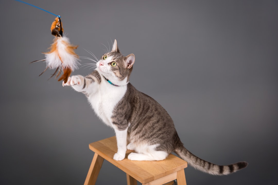 Colorful feather wand toys for cats to chase and play with for exercise and mental stimulation