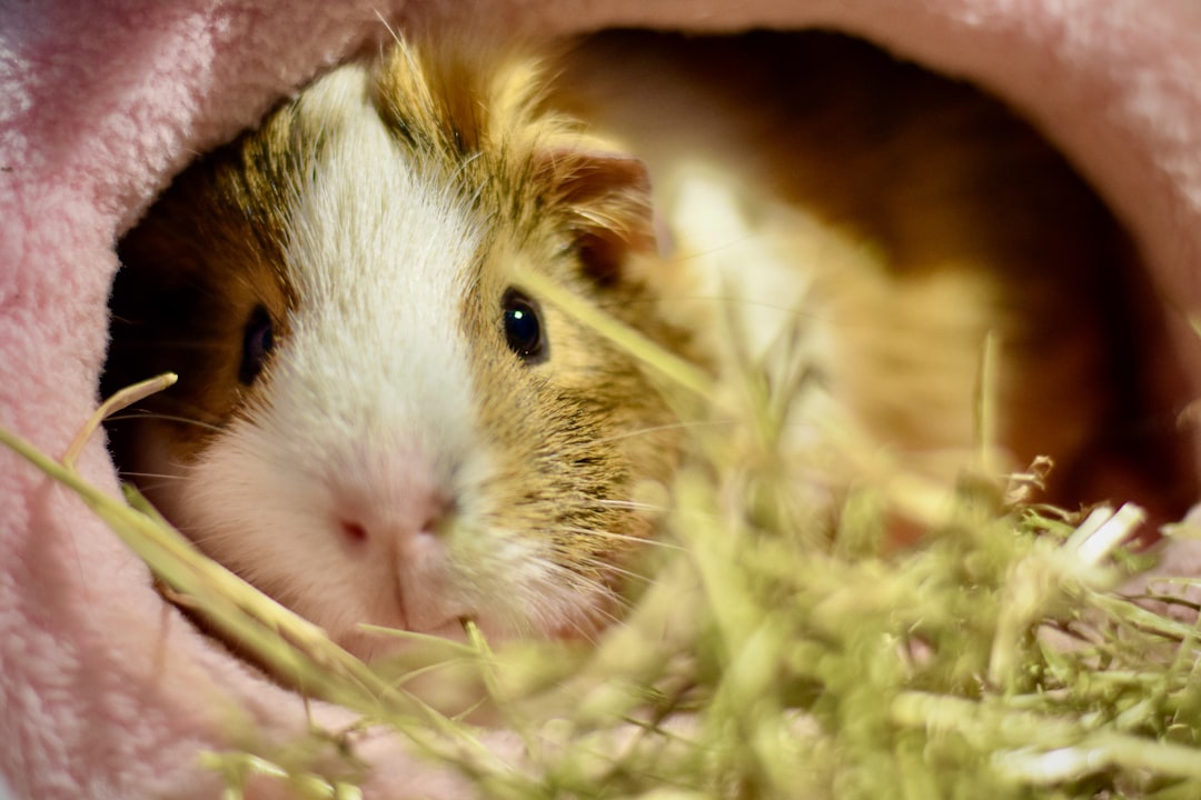 Small pet habitat accessories including bedding, hideouts and environmental enrichment items for comfort
