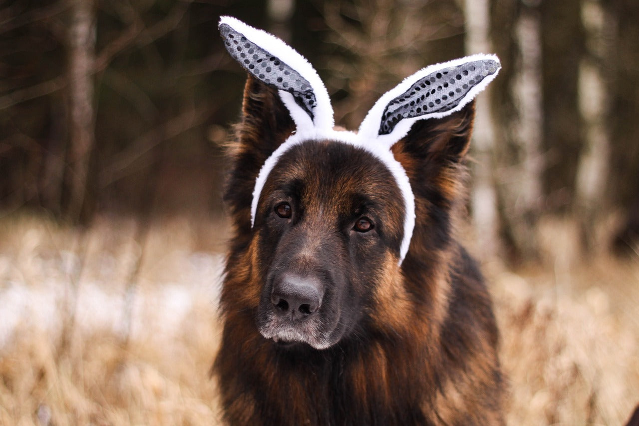 Dog head gear accessories including bandanas, hats, and protective headwear for stylish and safe pets