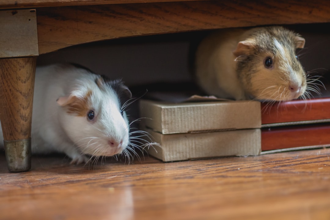 Small pet decorative hides and hideouts for hamsters, gerbils, and other small animals in cages