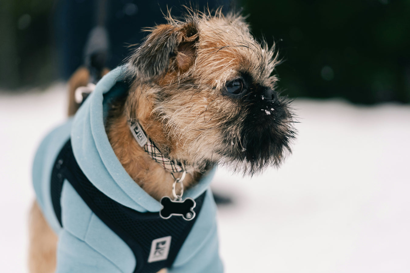Dog collars and ID tags in various styles and sizes for pet safety and identification