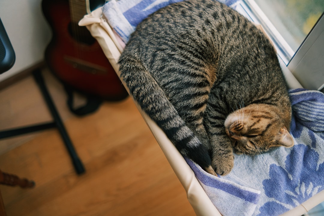 Heated cat beds providing cozy warmth and comfort for indoor cats during cold weather and winter months