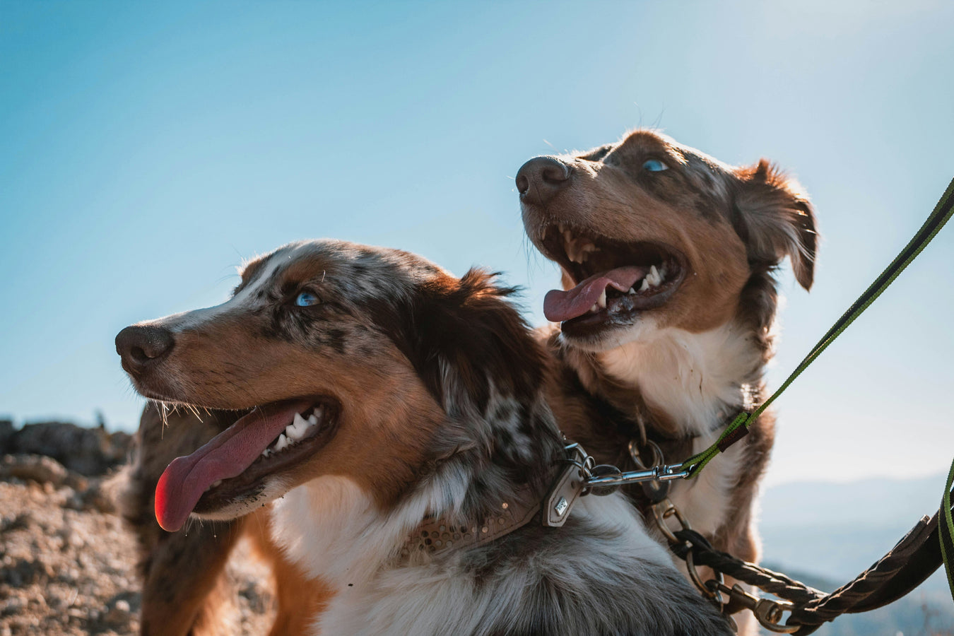 Double dog leash for walking two dogs together with secure clips and comfortable handles