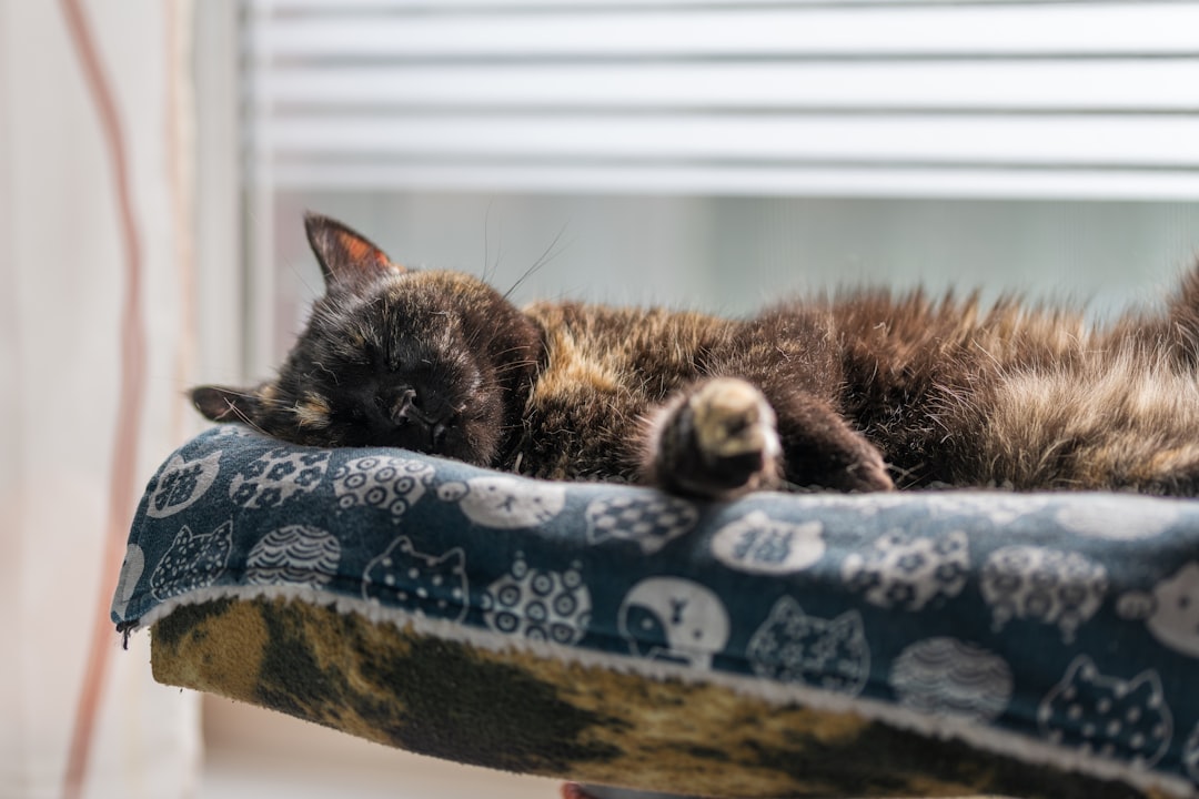 Cozy cat beds, blankets, and comfort accessories for sleeping and relaxing felines