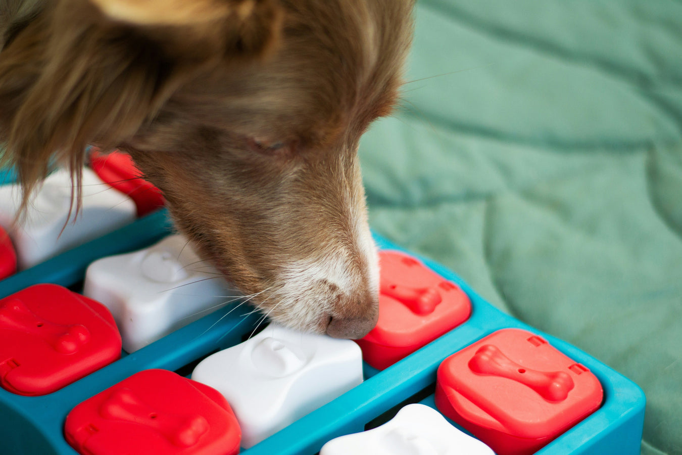 Interactive dog puzzle toys for mental stimulation and brain training to keep dogs engaged and entertained