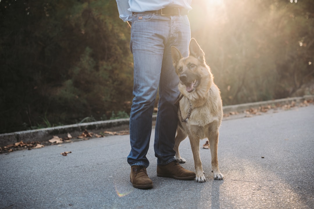 Father's Day gifts for dog dads including toys, accessories and treats for men who love their pets