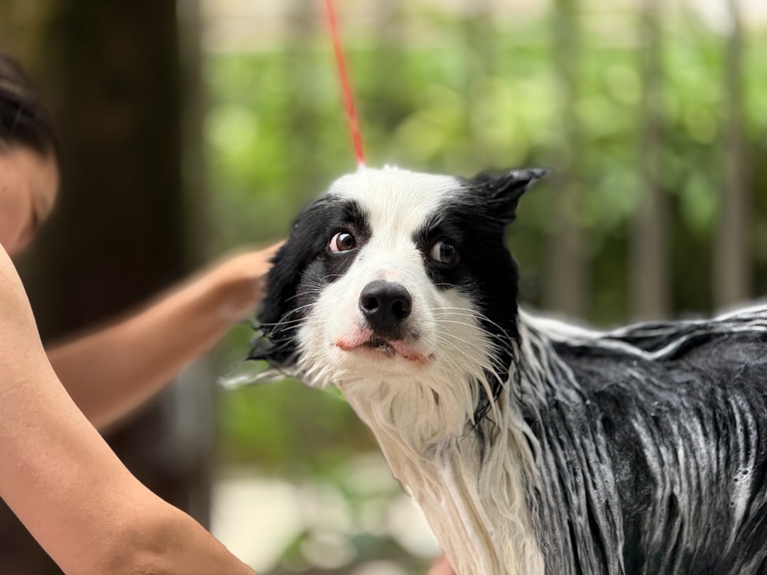 Professional dog grooming tools and health supplies for maintaining your pet's hygiene and wellness