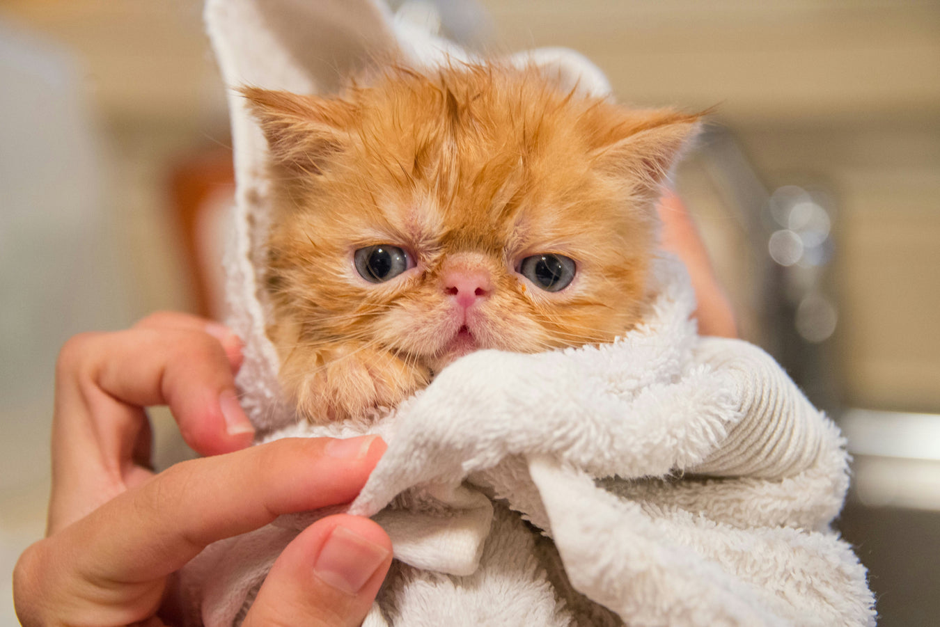 Cat shampoo bottles and grooming supplies for feline bath time and coat care