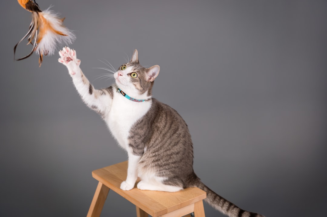 Interactive cat toys including puzzle feeders, electronic toys, and brain games for mental stimulation
