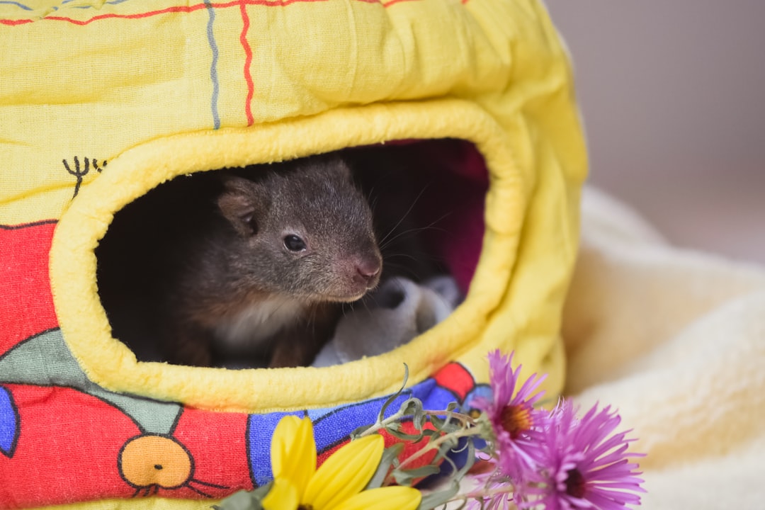 Premium substrate and bedding options for small pets including paper-based and wood shaving materials