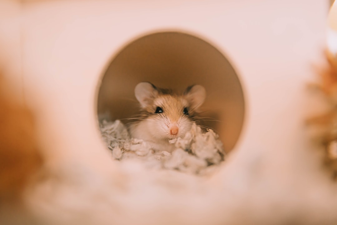 Heat mats for small pets like rabbits, guinea pigs and hamsters to keep habitats warm and cozy