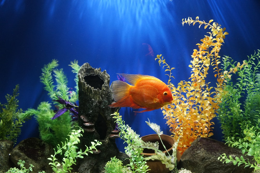 Fish aquarium water testing kits and clarifiers for maintaining healthy tank conditions and clear water