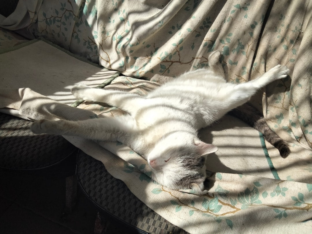 Cozy cat hammock for comfortable sleeping and lounging indoors