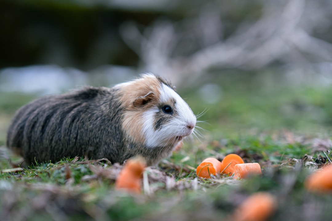 Small pet foraging toys for mental stimulation and natural feeding behavior in hamsters, rabbits, and birds