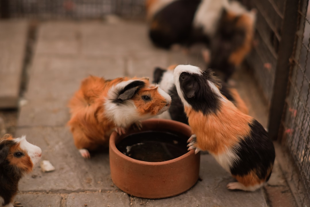 Small pet water dishes and pools for rabbits guinea pigs ferrets hydration care accessories