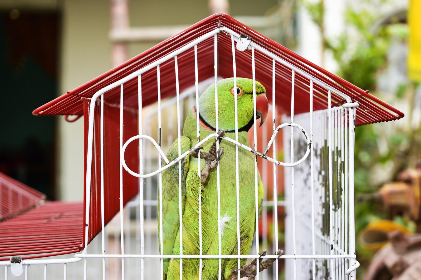 Portable travel cages for birds with secure latches and comfortable perches for safe transport