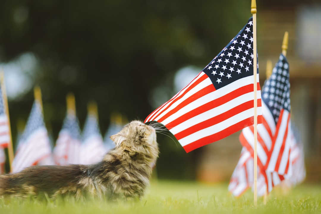 Red white and blue patriotic pet accessories and decorations for Fourth of July Independence Day celebrations