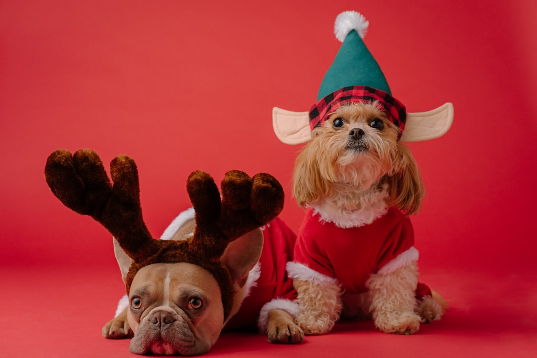 Christmas pet sweaters, holiday toys, and festive accessories for dogs and cats during the holiday season
