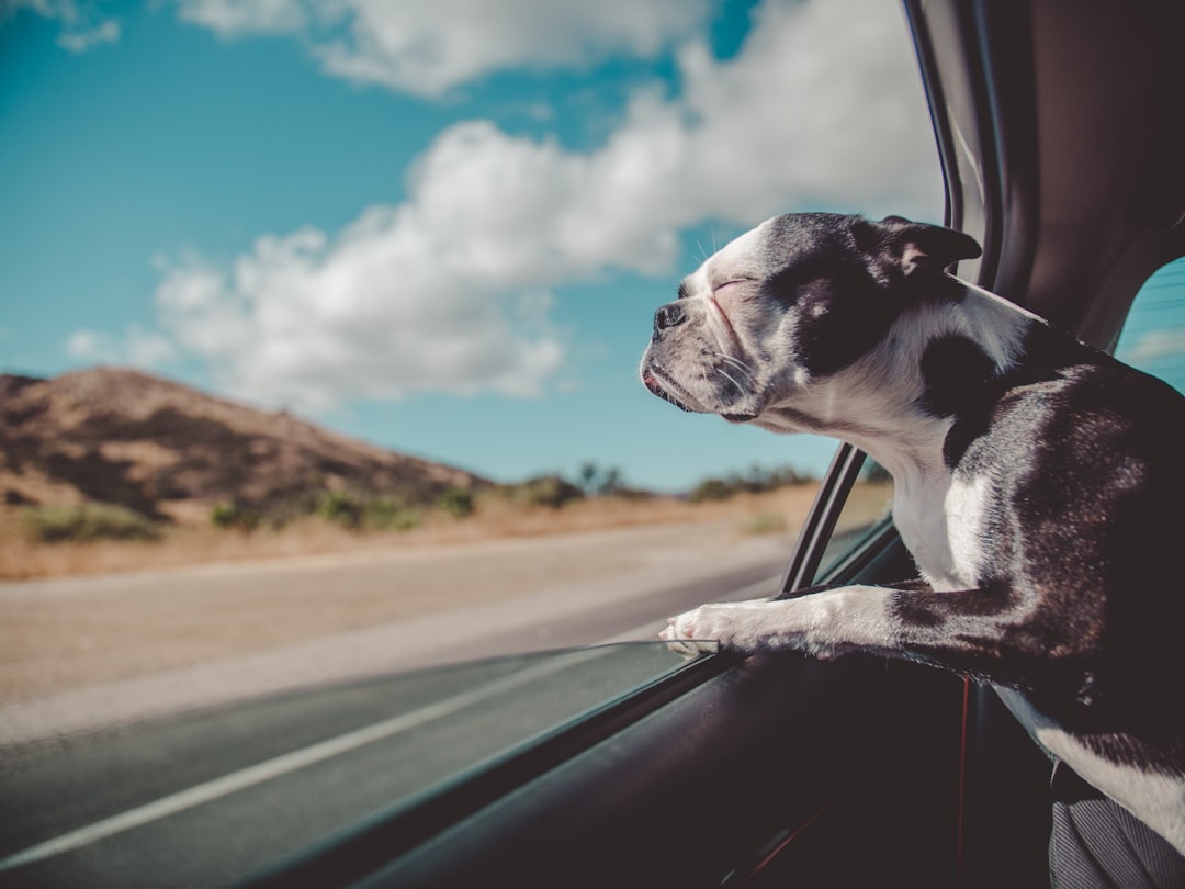 Small pet travel carriers, harnesses, and accessories for hamsters, rabbits, and other small animals