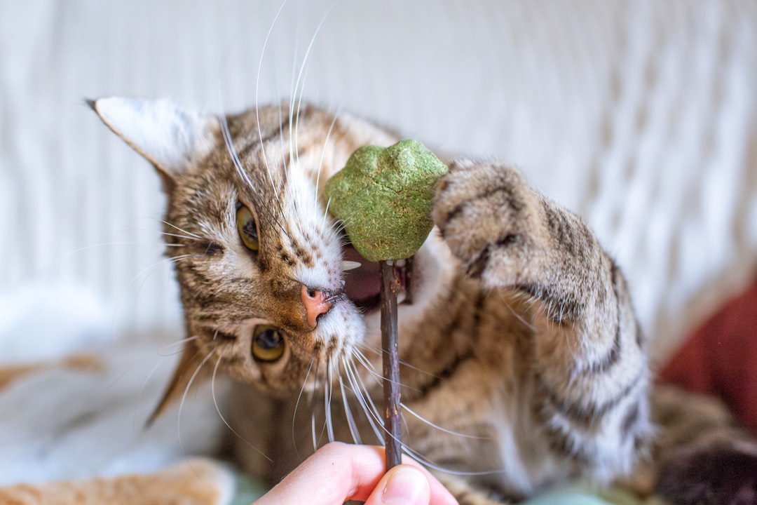 Colorful catnip toys for cats including mice, balls, and stuffed animals to keep felines entertained