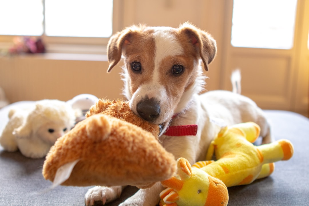Affordable pet supplies and toys under $25 for dogs, cats, and more