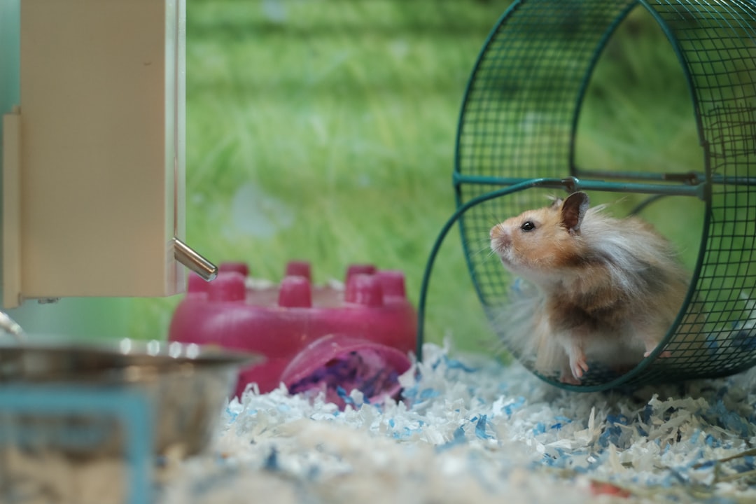 Small pet toys and exercise equipment including wheels, climbing structures, and interactive playthings