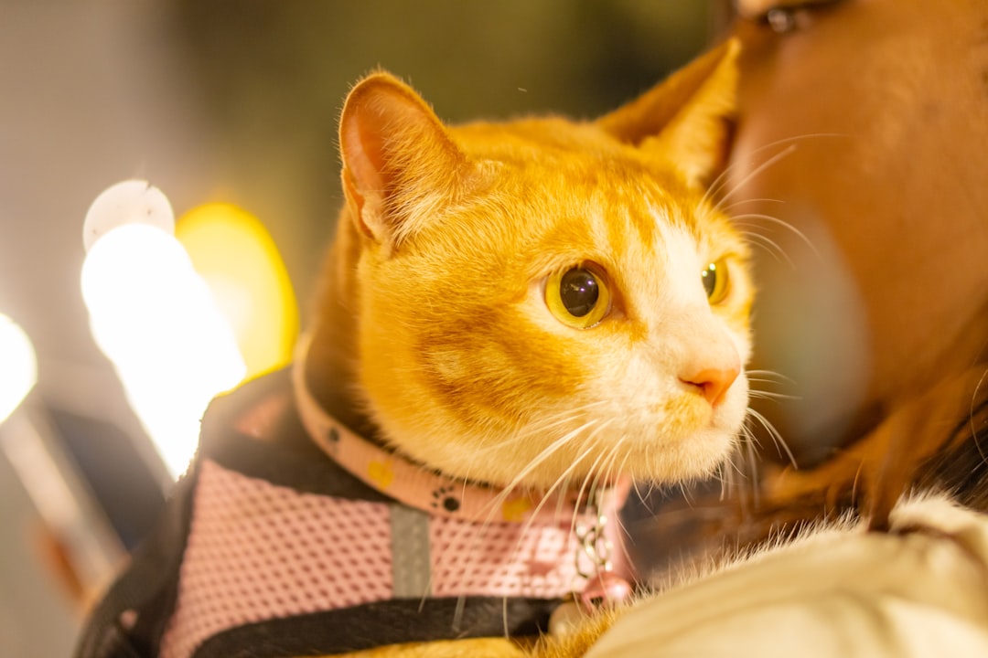 Cat travel carriers, harnesses, and accessories for safe comfortable trips with your feline companion