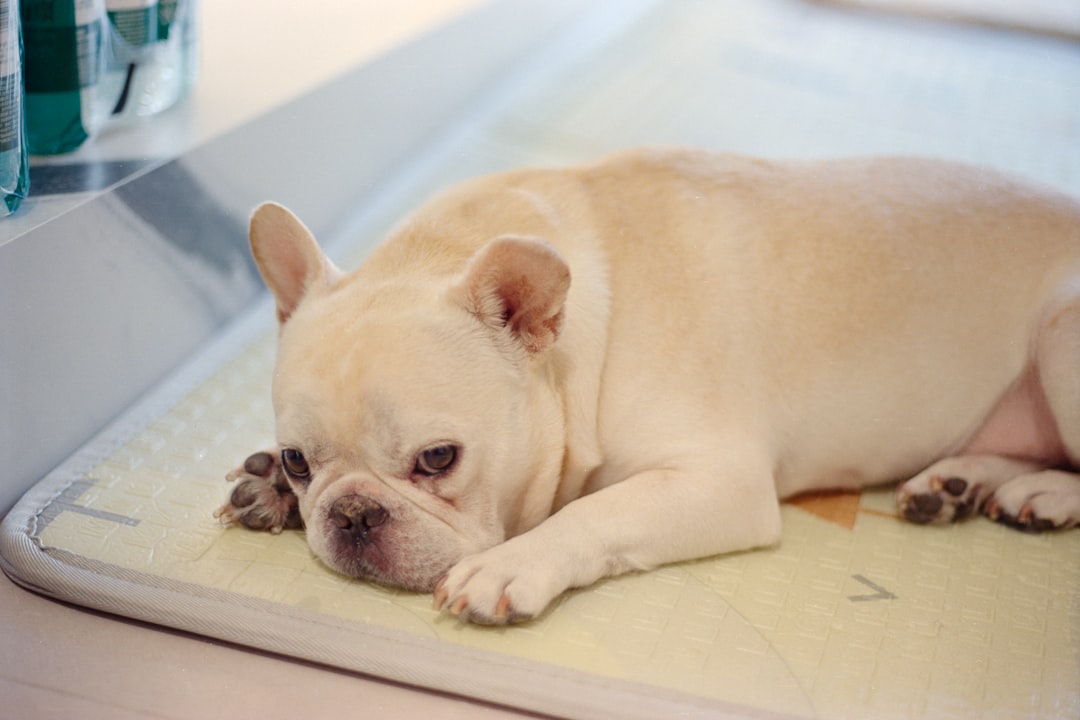 Cooling mats for dogs to stay comfortable and cool during hot weather and summer months
