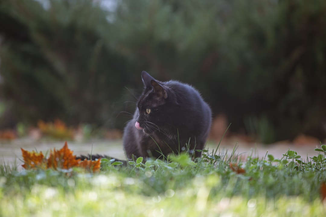Cat flea and tick control products including sprays, collars, and treatments for healthy pets