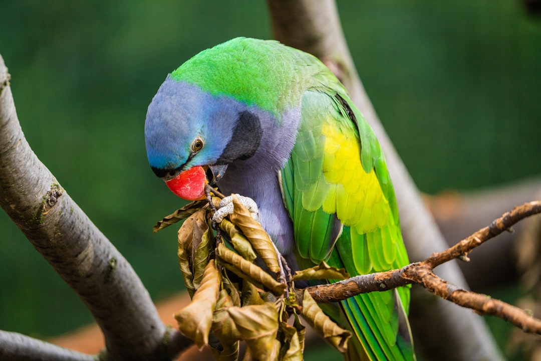 Colorful bird chew toys and wooden blocks for beak health and mental stimulation in pet birds
