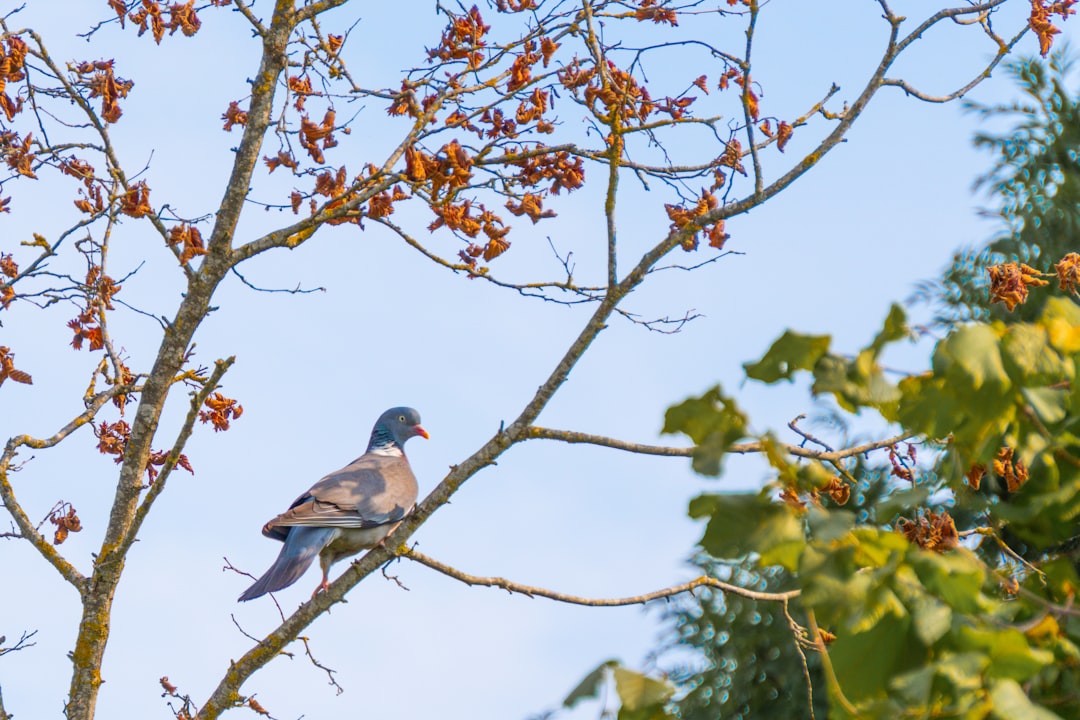 Natural wood perches for birds providing healthy foot exercise and comfortable climbing surfaces