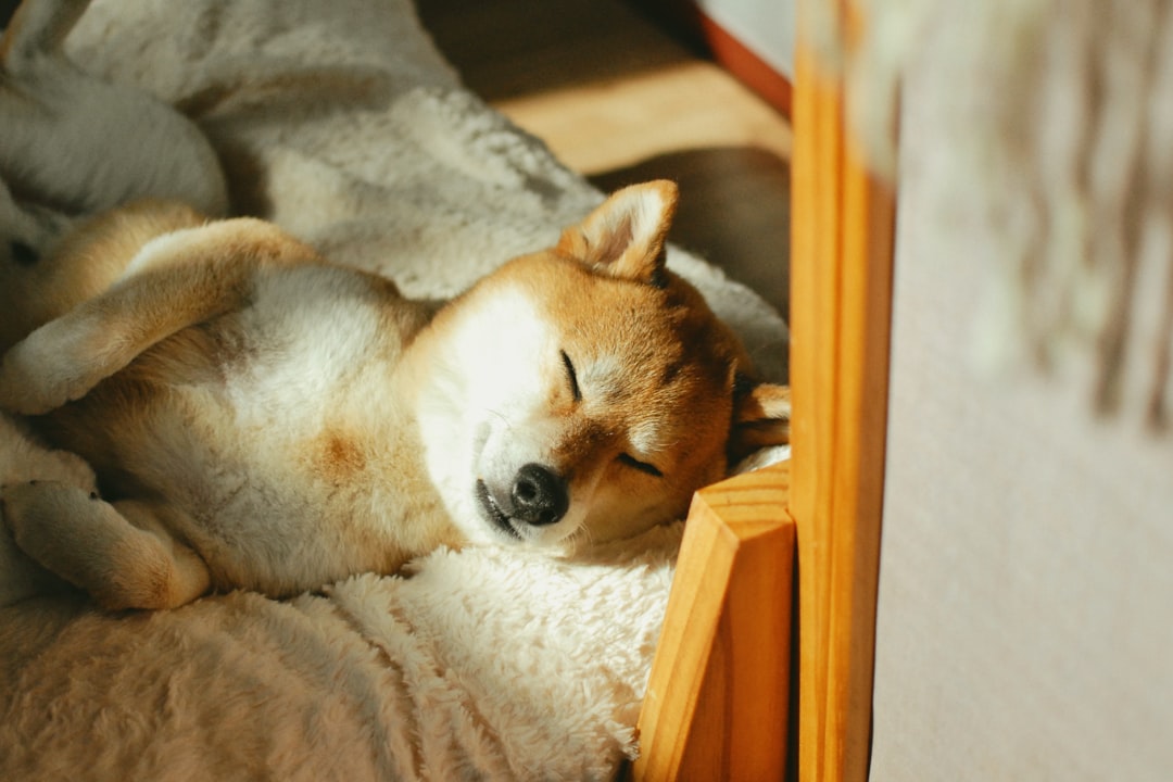 Comfortable dog beds and cozy sleeping accessories for dogs of all sizes and breeds