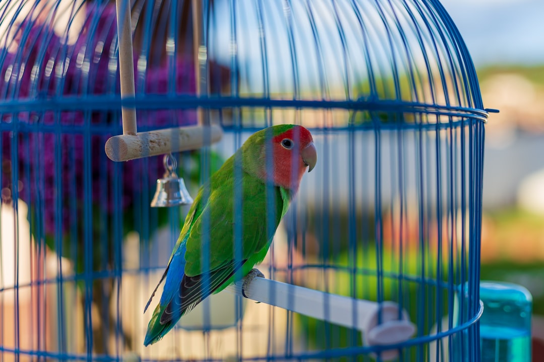 Bird cages and habitats in various sizes for parakeets, canaries, cockatiels and other pet birds