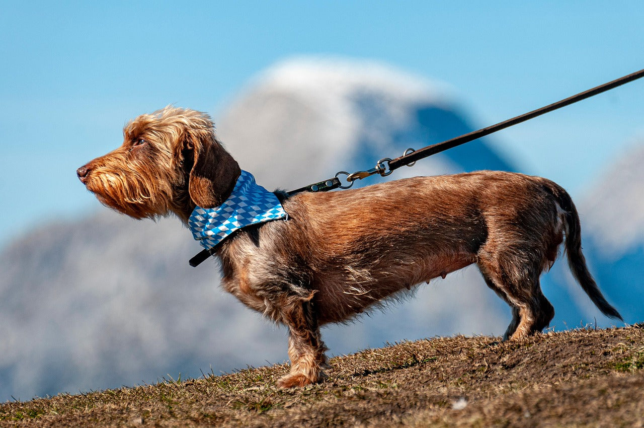 Dog accessories including collars, leashes, harnesses, and toys for pets of all sizes