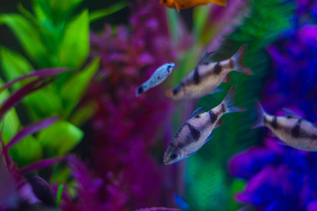 Complete fish tank starter kit with filter, lighting and accessories for beginner aquarium setup