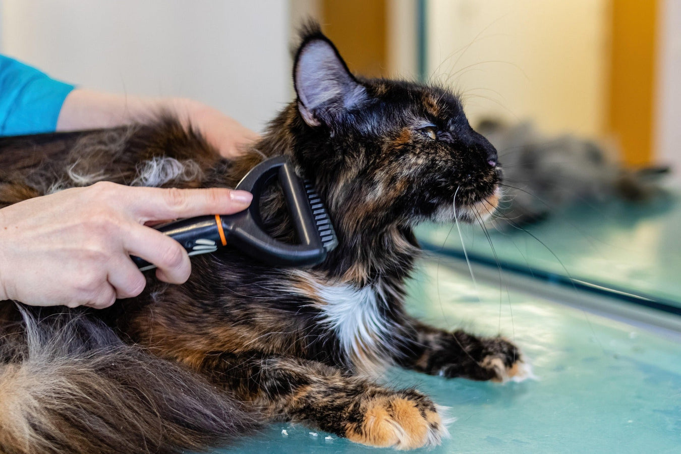 Cat brushes and combs for grooming and maintaining healthy fur on cats and kittens