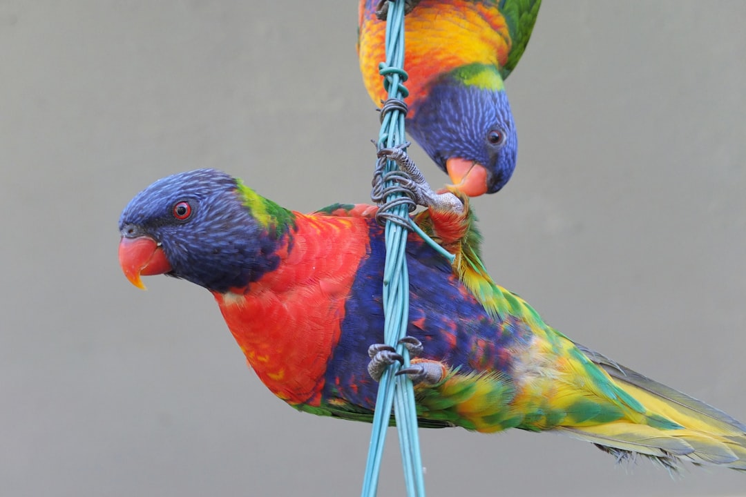 Colorful bird toys and wooden perches for parakeets, cockatiels and other pet birds to stay active