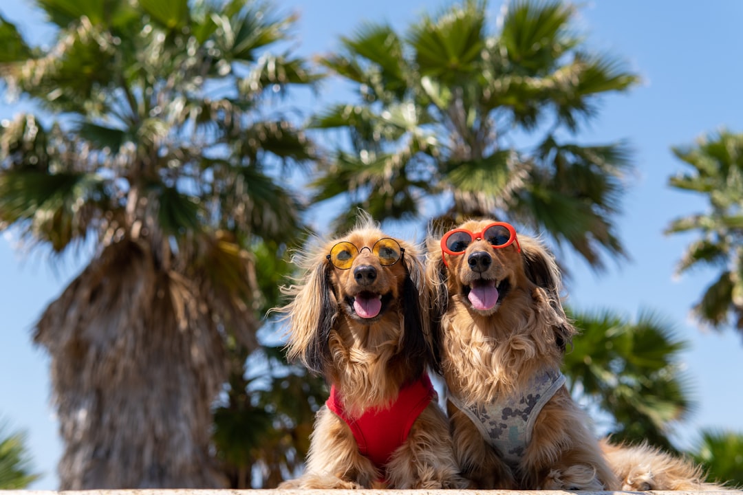 Dog wearing protective goggles for outdoor adventures and eye safety during walks and travel