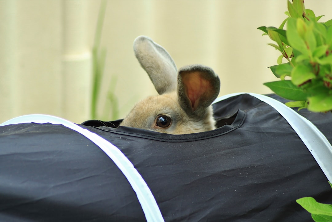 Small pet carriers and travel bags for safe comfortable transport of rabbits hamsters and other small animals