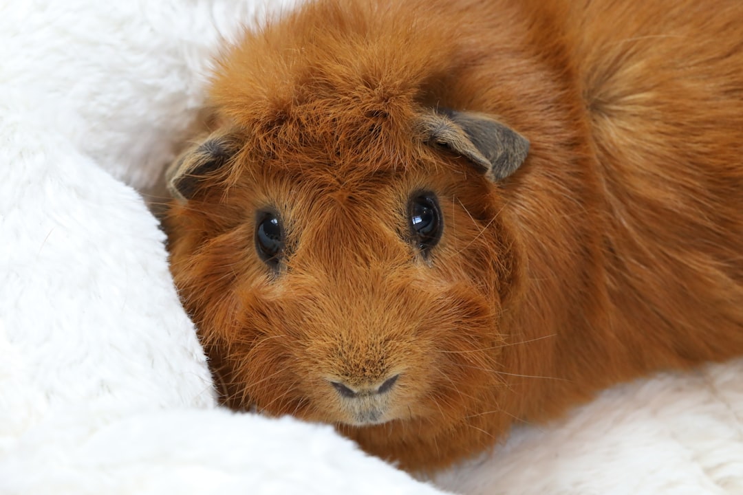 Soft fleece liners for guinea pig, rabbit, and ferret cages providing comfort and easy cleaning